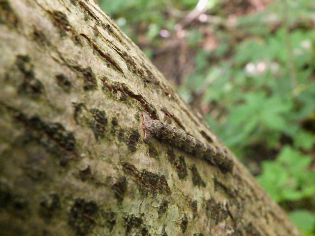 Bruchetto da identificare - Lycia hirtaria