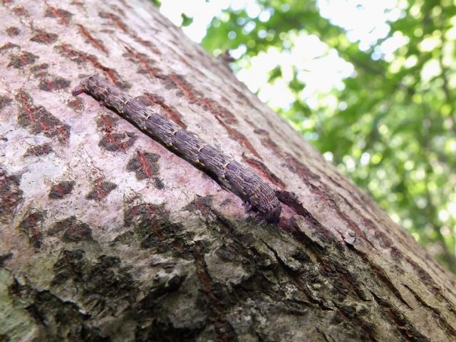 Bruchetto da identificare - Lycia hirtaria