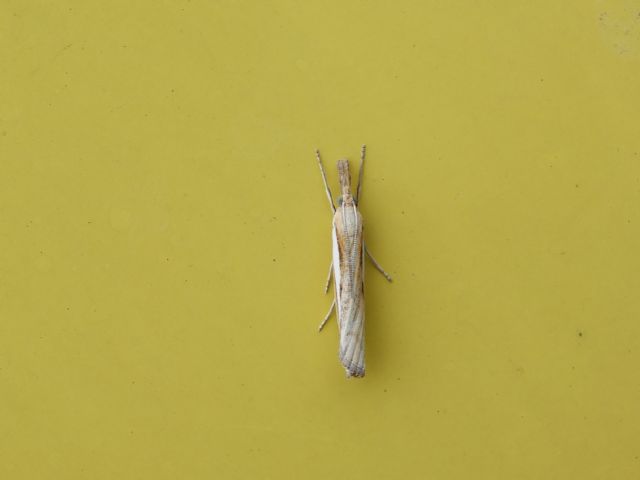 Agriphila selasella?