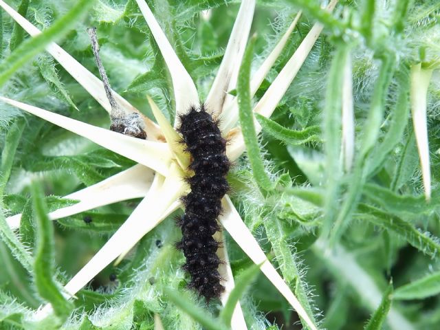 Bruco da Id, Sicilia - Melitaea cinxia o ornata?