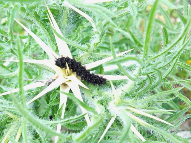 Bruco da Id, Sicilia - Melitaea cinxia o ornata?