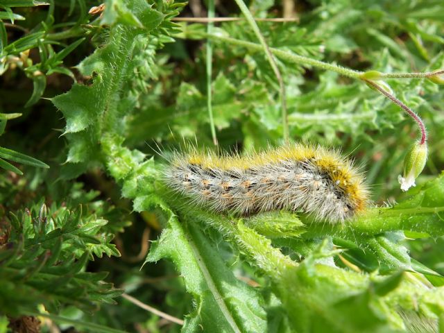 Bruco da id, Umbria -  Rhyparia purpurata