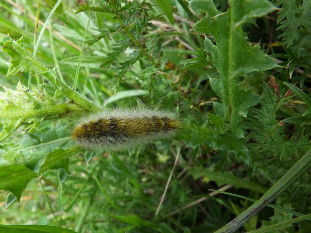 Bruco da id, Umbria -  Rhyparia purpurata