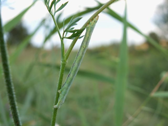 Bruco verde, Emilia - Geometridae