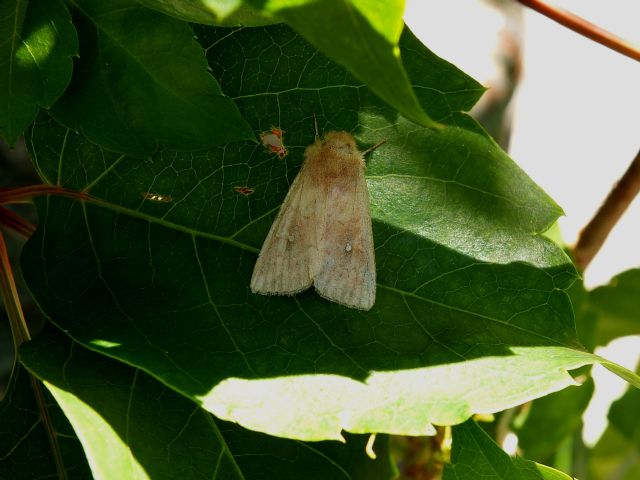 Noctuide chiara da id - Mythimna (Hyphilare) albipuncta