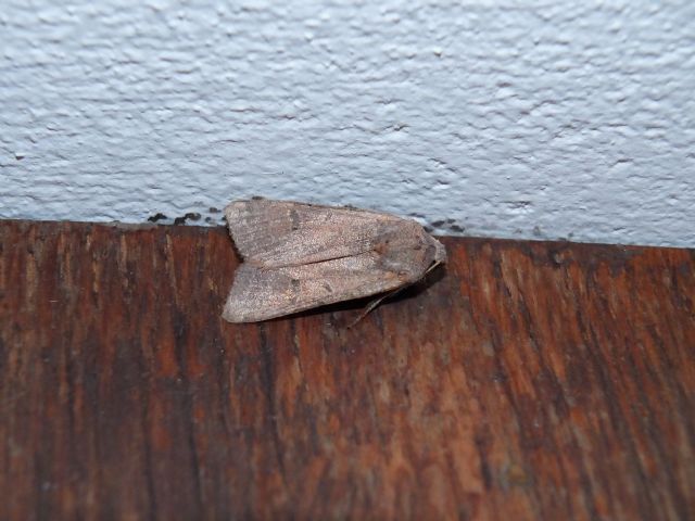 Noctuidae, Emilia, Gennaio 14'' - Agrochola lychnidis