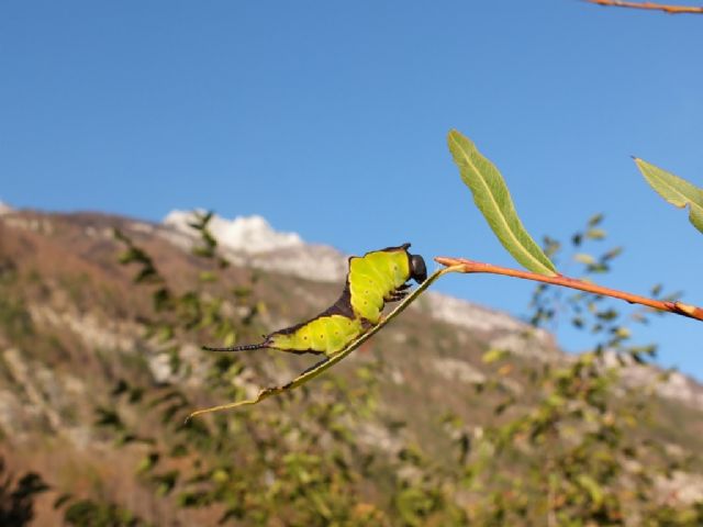 Bruchi di Cerura vinula?