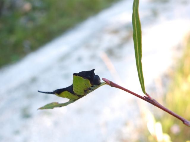 Bruchi di Cerura vinula?