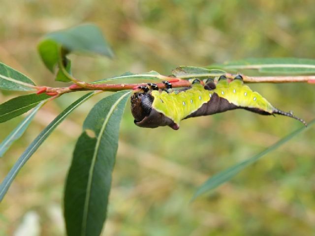 Bruchi di Cerura vinula?