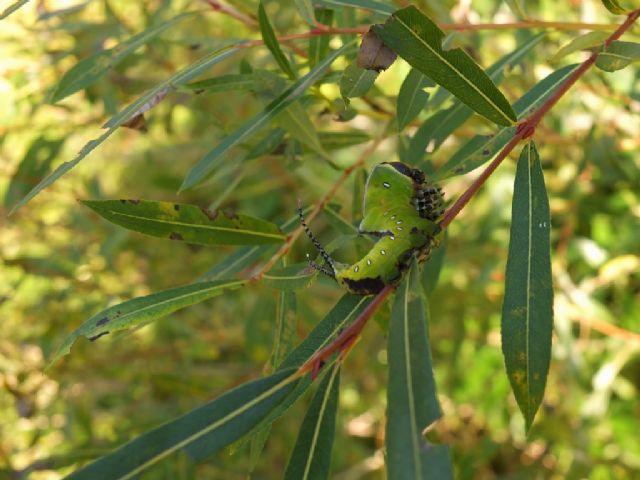 Bruchi di Cerura vinula?