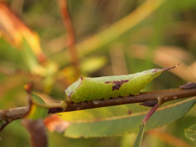 Bruco di Furcula sp.