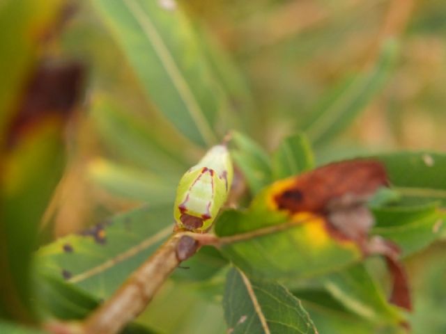 Bruco di Furcula sp.