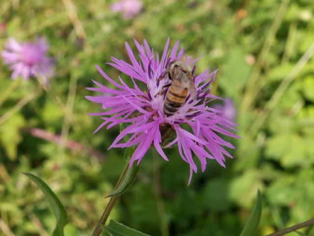 Pianta da id, Emilia - Centaurea nigriscens