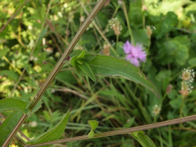 Pianta da id, Emilia - Centaurea nigriscens