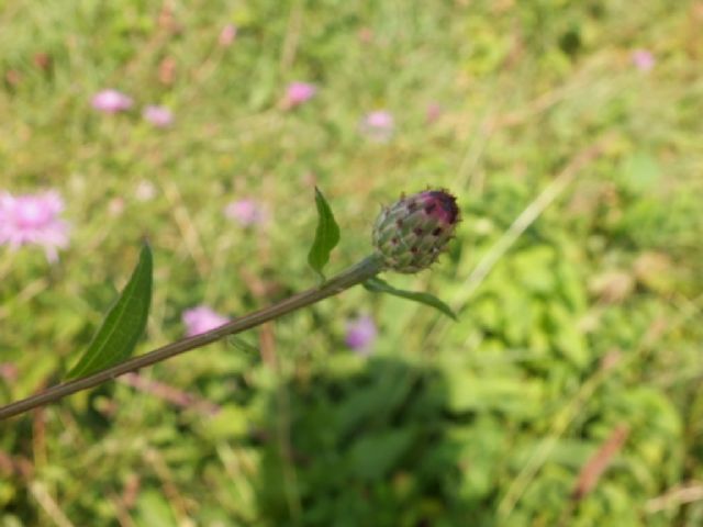 Pianta da id, Emilia - Centaurea nigriscens