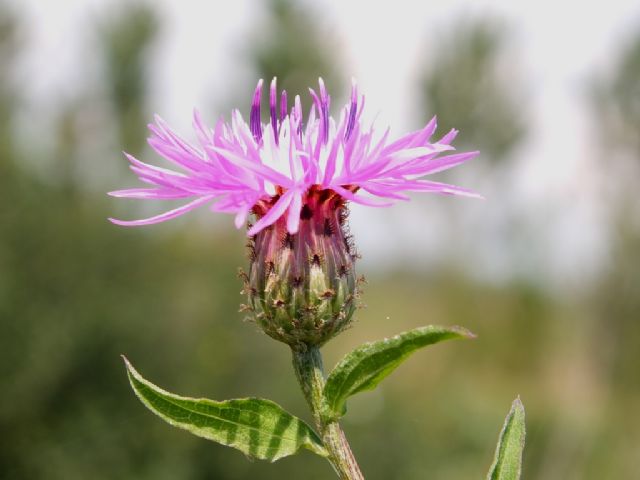 Pianta da id, Emilia - Centaurea nigriscens