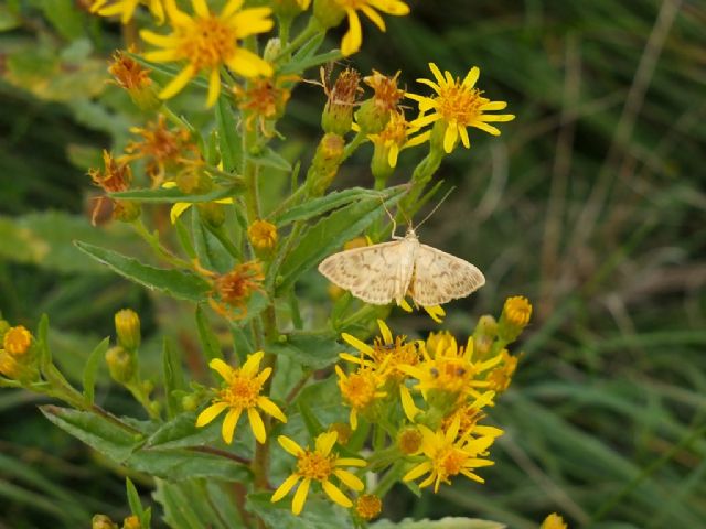 farfallina da id, Emilia - Pleuroptya ruralis