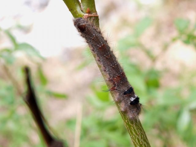 Bruco su rametto, chi diventer? Gastropacha quercifolia