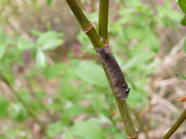 Bruco su rametto, chi diventer? Gastropacha quercifolia