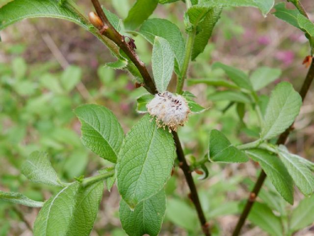 Bruco su rametto, chi diventer? Gastropacha quercifolia