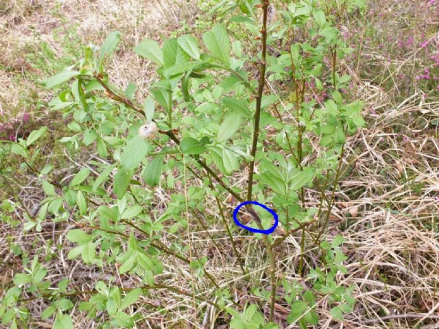 Bruco su rametto, chi diventer? Gastropacha quercifolia