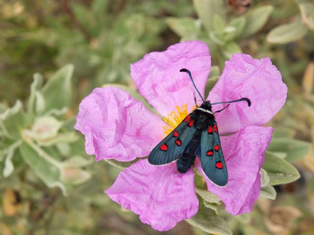 Zygaena lavandulae