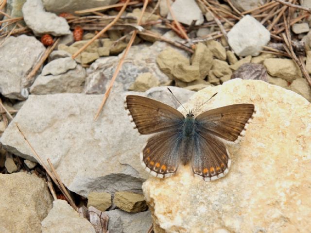 Polyommatus hispanus o bellargus?