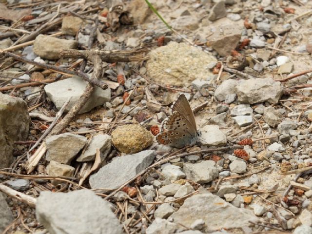 Polyommatus hispanus o bellargus?