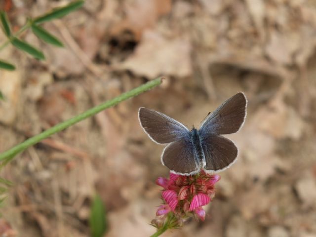 Cyaniris semiargus?