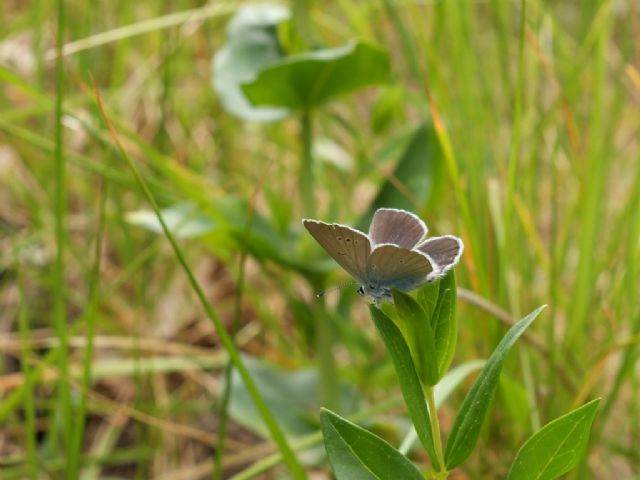 Cyaniris semiargus?