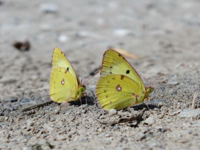 Quale Colias? C. alfacariensis