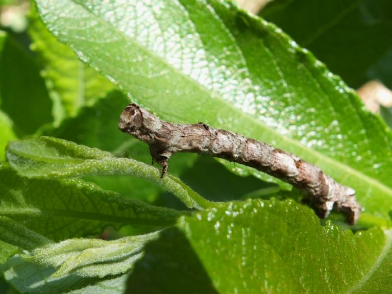 Bruco da identificare - Crocallis elinguaria, Geometridae