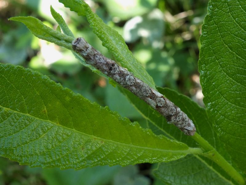 Bruco da identificare - Crocallis elinguaria, Geometridae