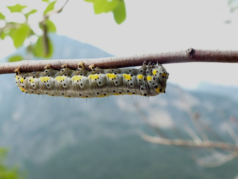 Bruchi da identificare - Diloba caeruleocephala, Noctuidae