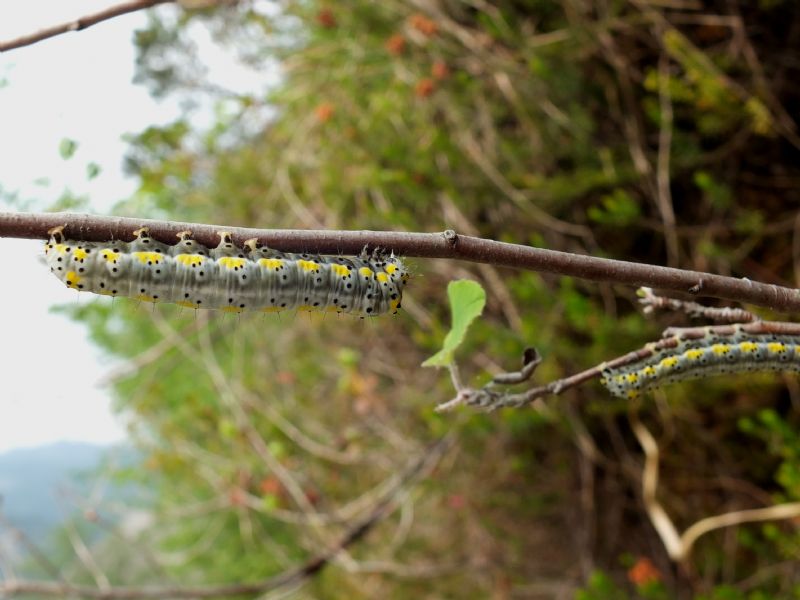 Bruchi da identificare - Diloba caeruleocephala, Noctuidae