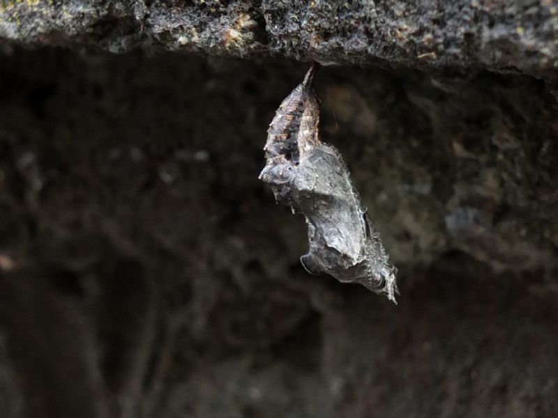 Crisalide di Polygonia c-album?