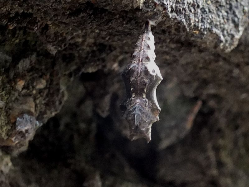 Crisalide di Polygonia c-album?