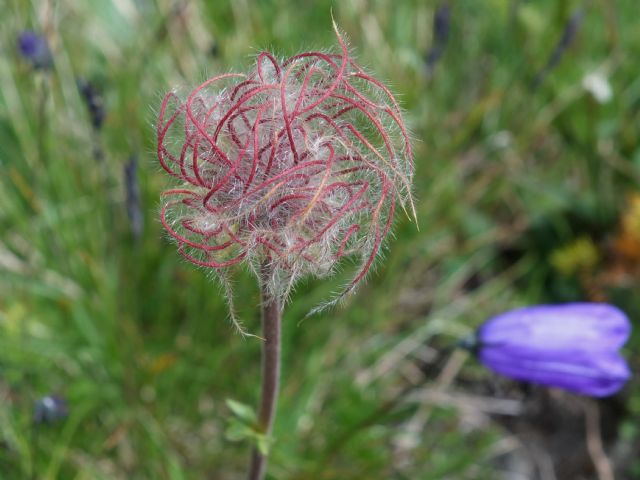 Geum montanum, frutto (Rosaceae)