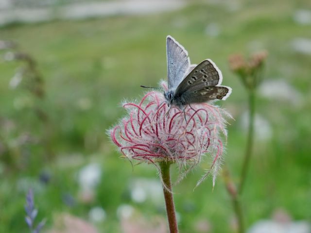 Geum montanum, frutto (Rosaceae)