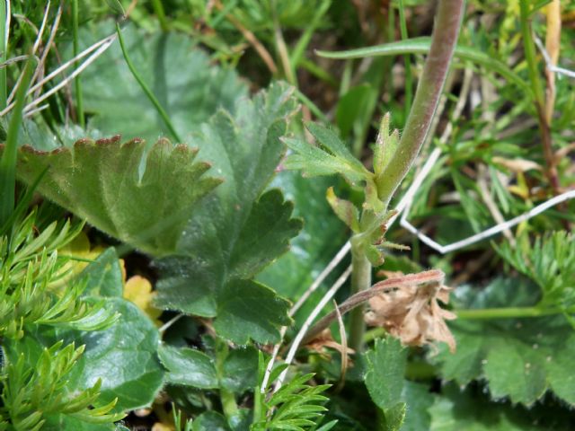 Geum montanum, frutto (Rosaceae)