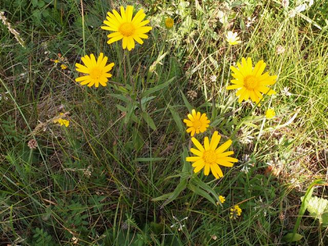 Buphthalmum salicifolium  (Asteraceae)