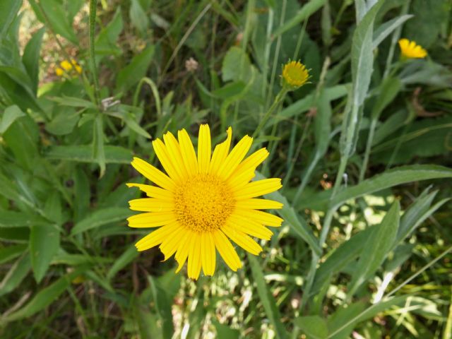 Buphthalmum salicifolium  (Asteraceae)