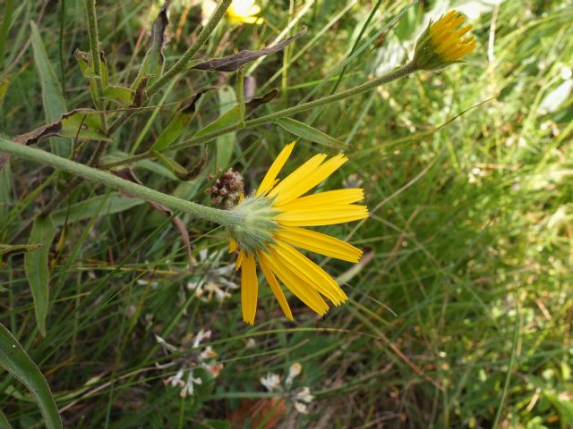 Buphthalmum salicifolium  (Asteraceae)