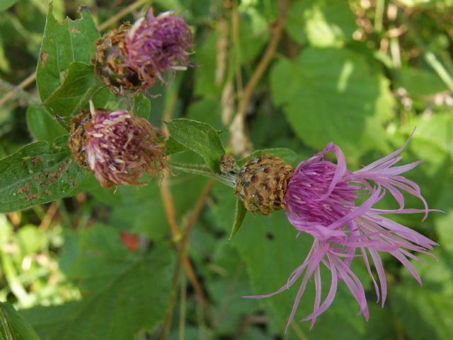 Centaurea cfr. nigriscens (Asteraceae)