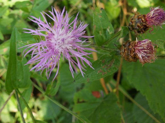 Centaurea cfr. nigriscens (Asteraceae)