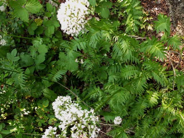 Valeriana cfr. wallrothii  (Dipsacales - Caprifoliaceae)