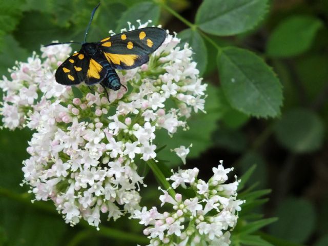 Valeriana cfr. wallrothii  (Dipsacales - Caprifoliaceae)