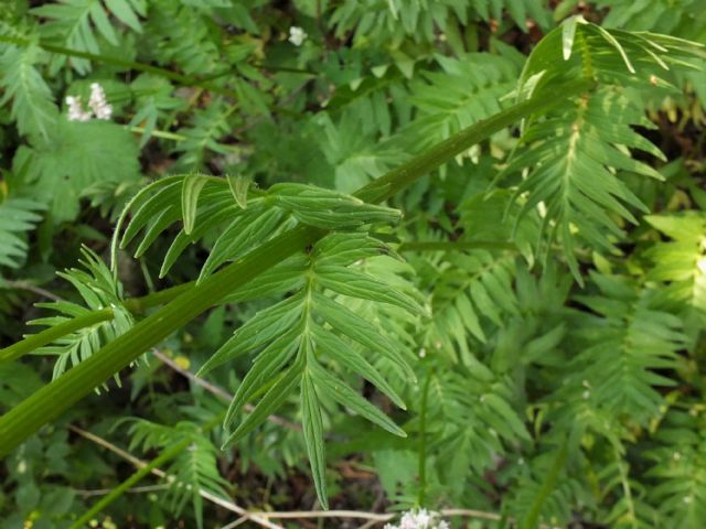 Valeriana cfr. wallrothii  (Dipsacales - Caprifoliaceae)