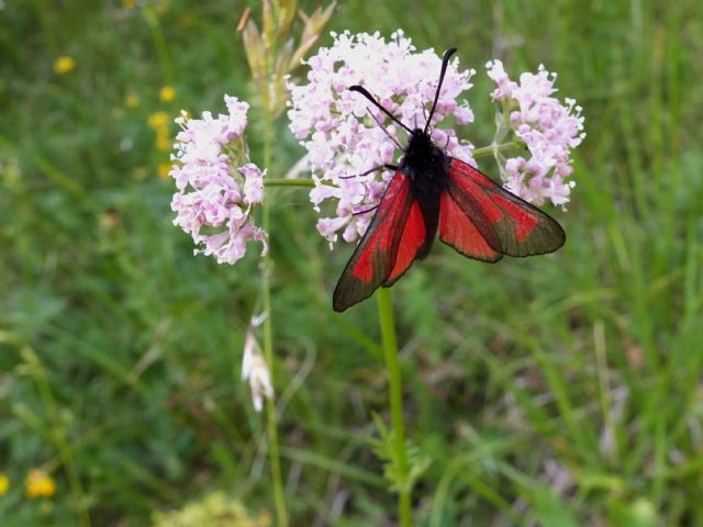 Valeriana stolonifera / Valeriana stolonifera