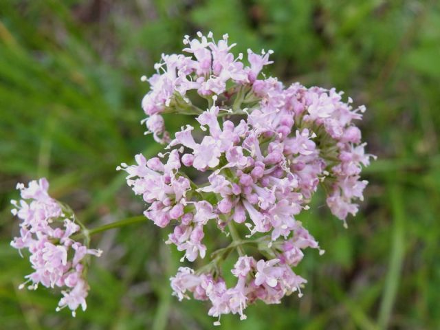 Valeriana stolonifera / Valeriana stolonifera